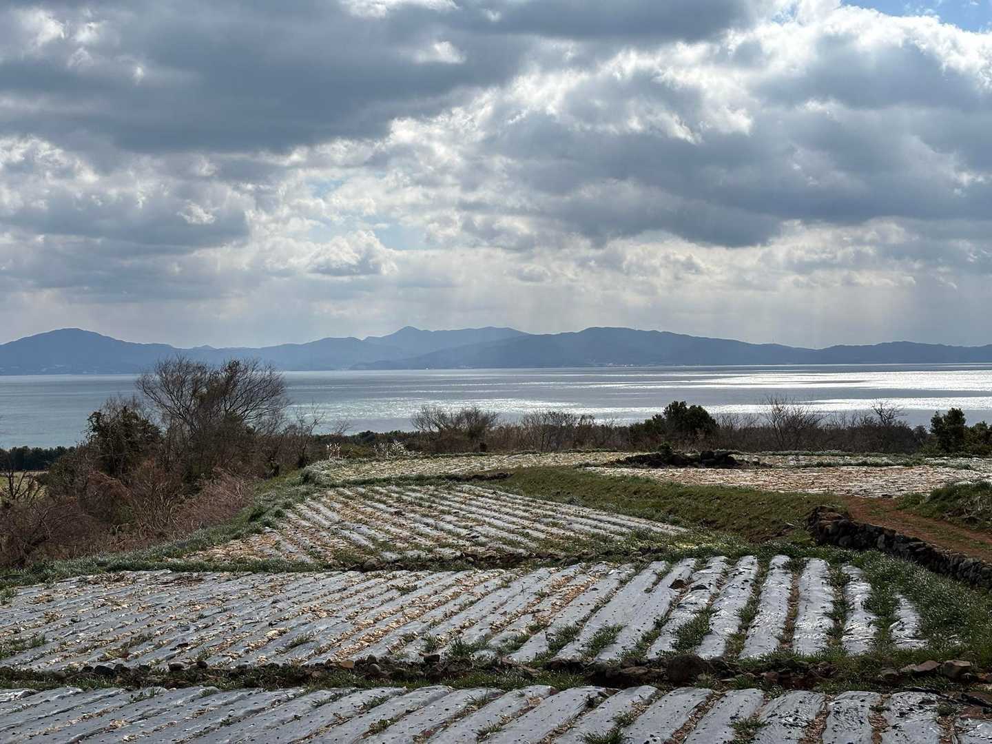 海と収穫が終わったレタス畑🤭