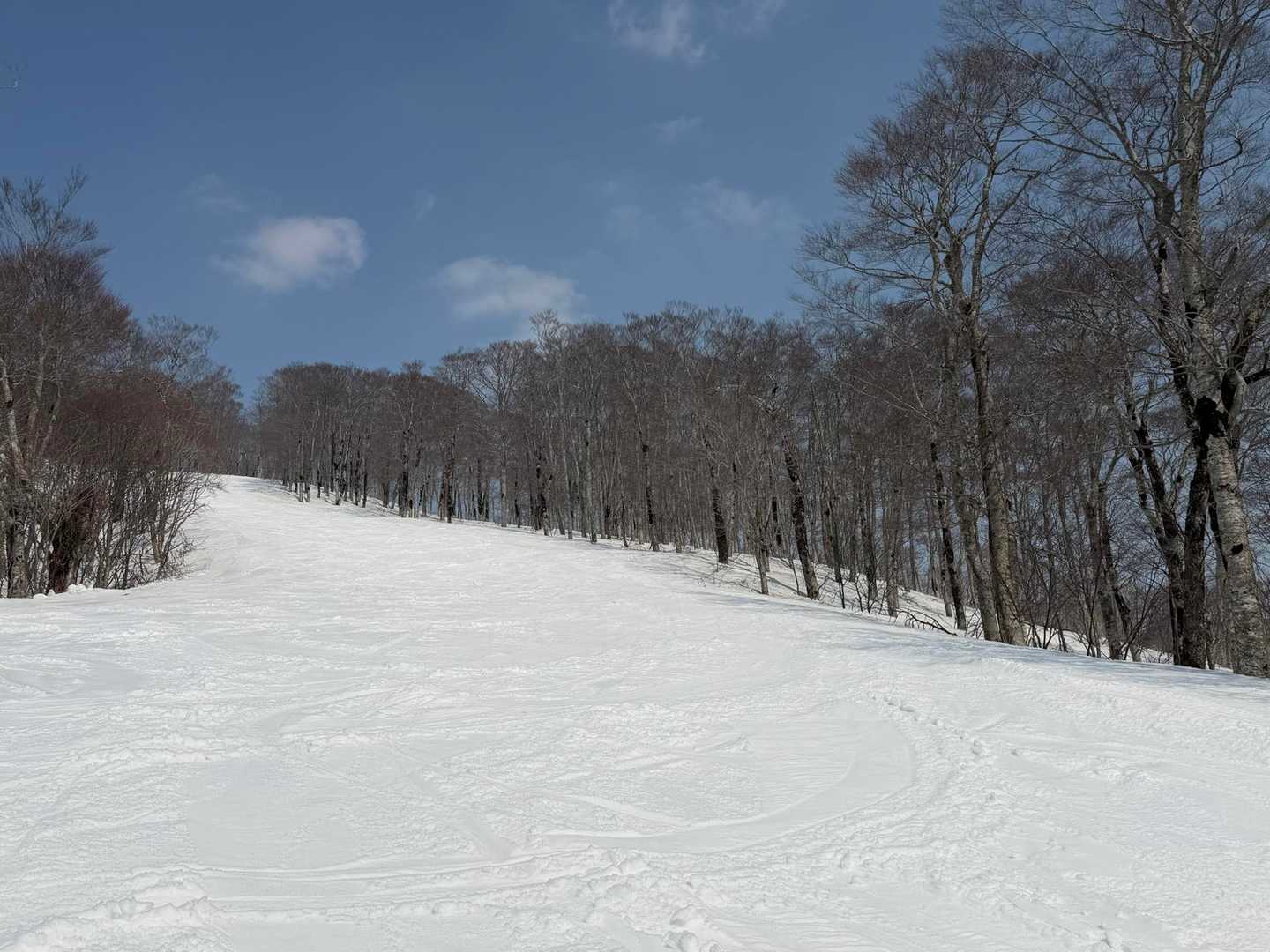 ゲレンデ内の木には雪ついてなく春山の様相！
滑走はストップ雪も無く気持ちの良いザラメ雪です❄️