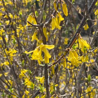これは...レンギョウ（連翹） ！「春が来た！」と一目でわかる植物ですね。BYチャッピー