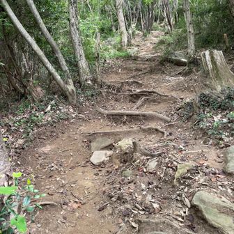 登りますよ