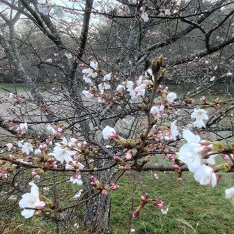 だいぶ咲き始めていました