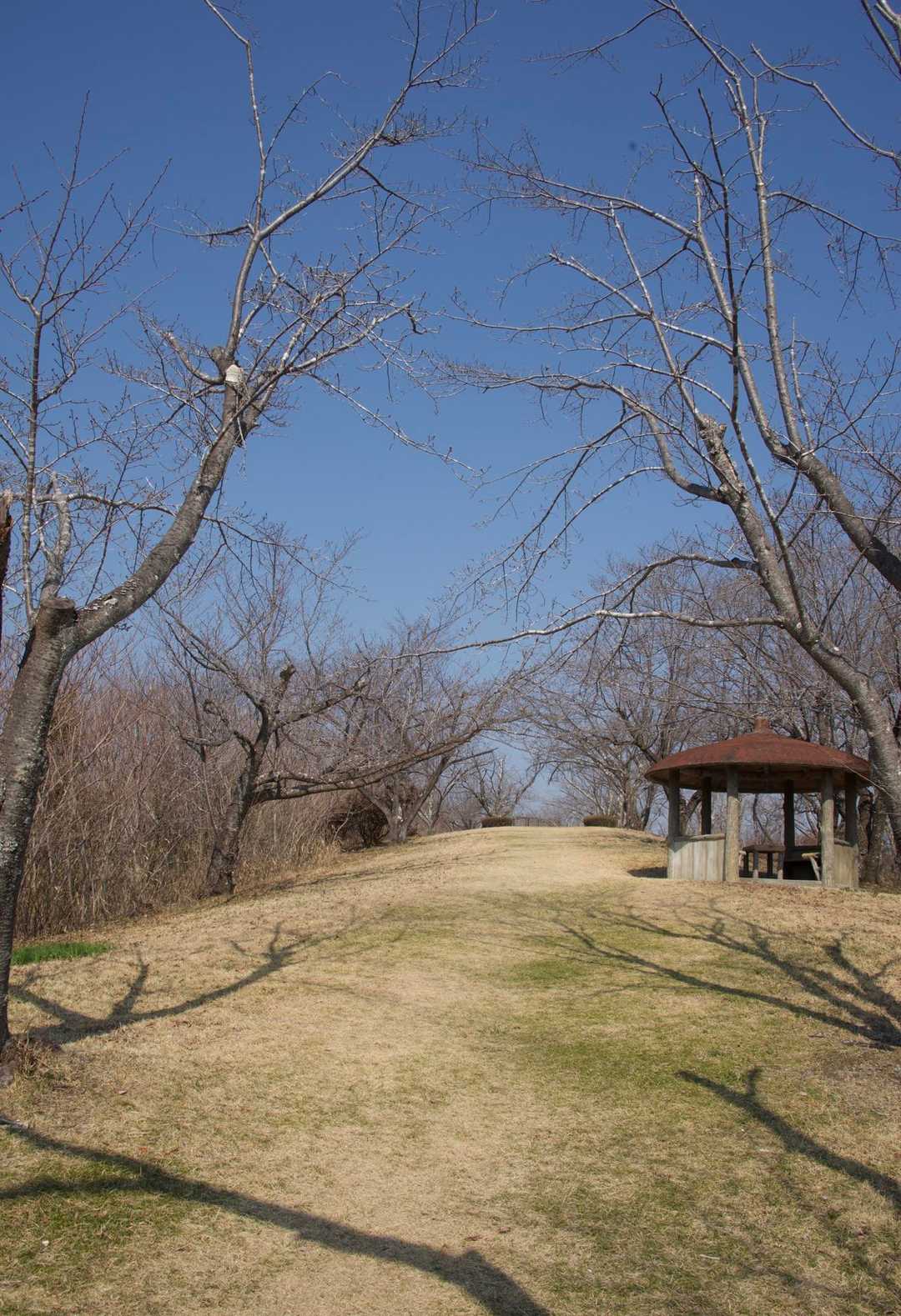 明星山
🌸咲き乱れたら、さぞかし綺麗だろうに