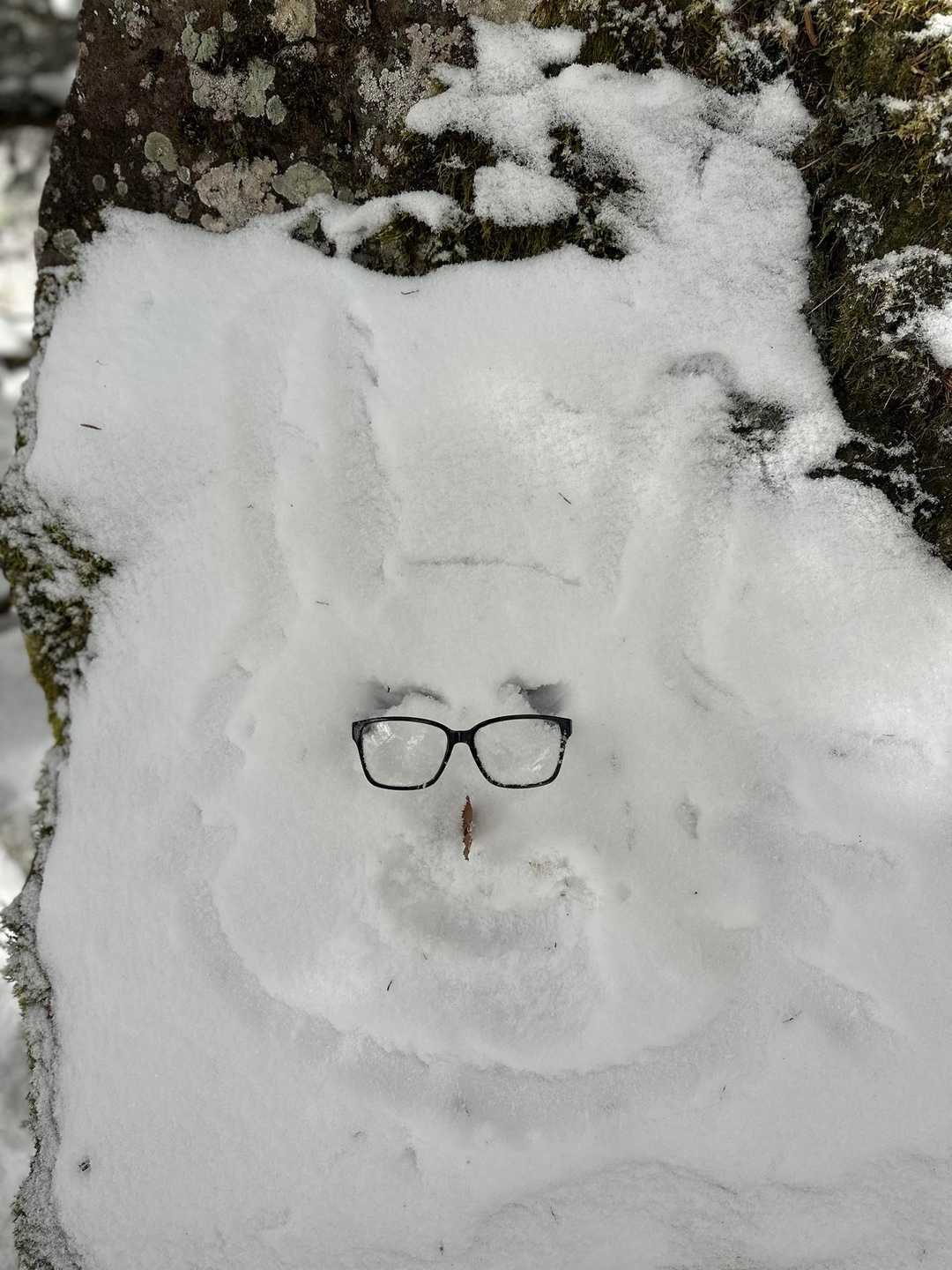 メガネ👓うさぎ