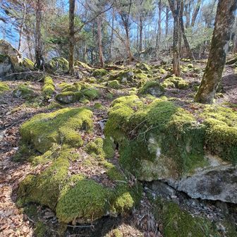 コケが素晴らしい❗
