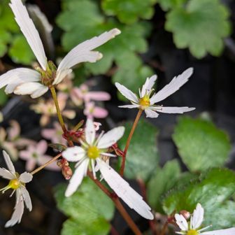 すこしより道🤭これ植木屋さんの✨