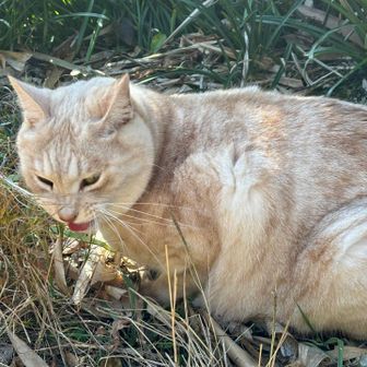 草食べてる⸜‪🌱‬⸝