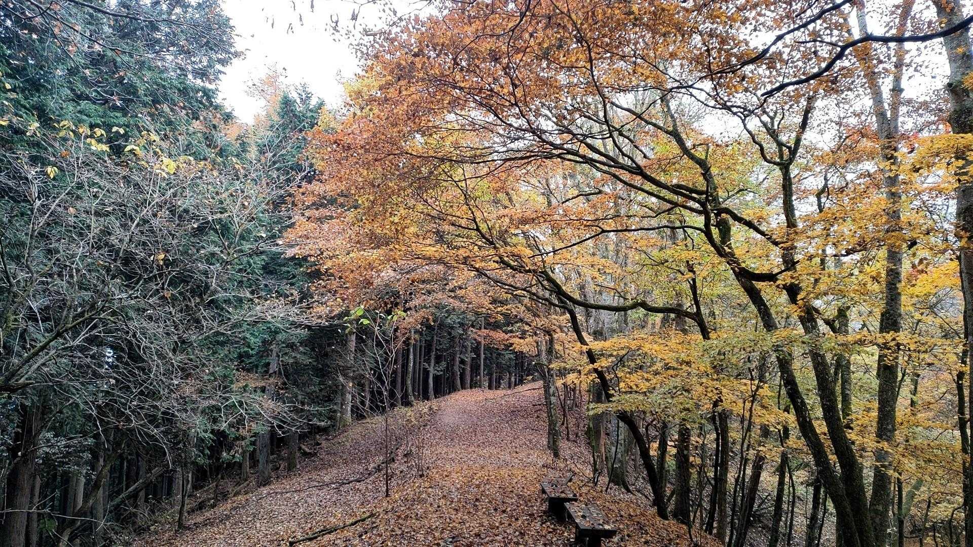 鳩ノ巣駅-大根ノ山ノ神-川苔山 往復コースの写真