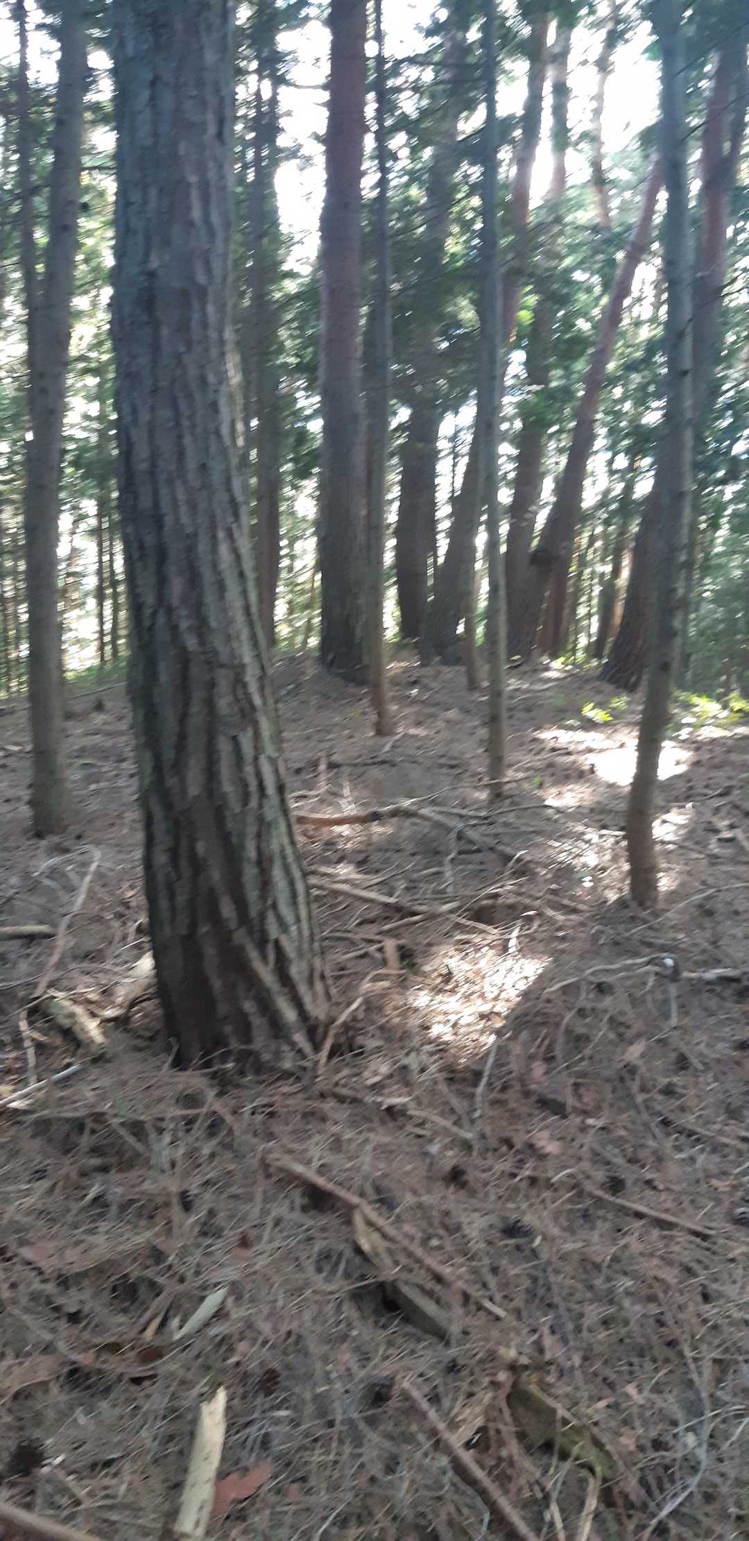 およそ4分でYAMAPピーク。
山頂標識、三角点、眺望なし。
