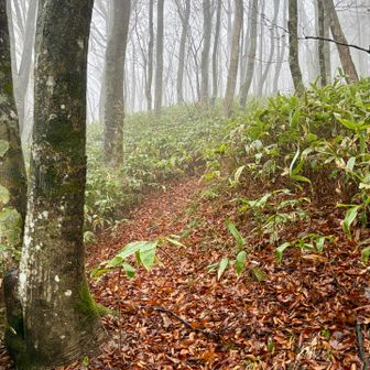 枯葉🍂の道。
あと少し、頑張る😤
