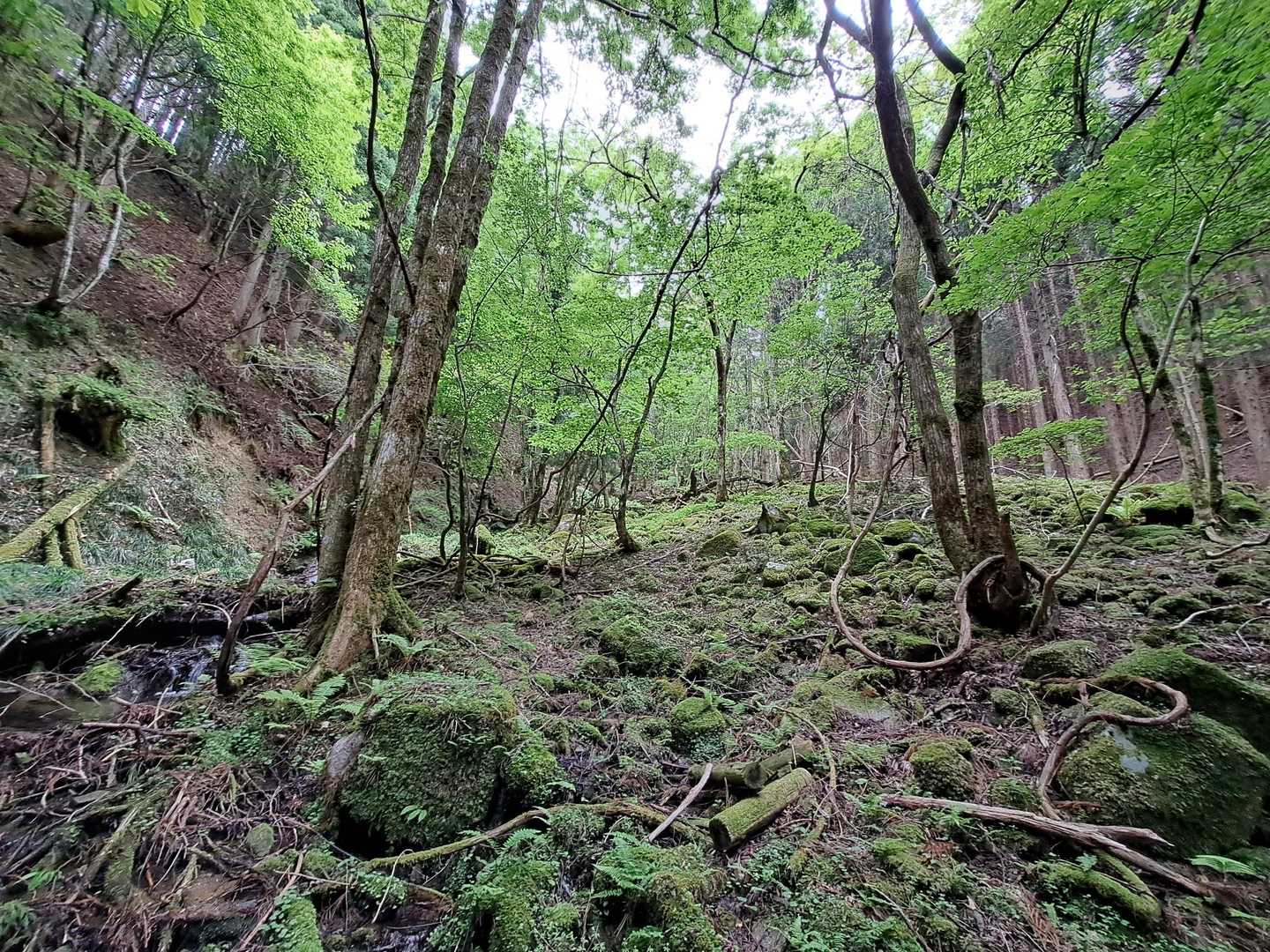 苔に緑の林が美しい❗
