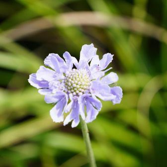 山頂にはマツムシソウが待ってました🌸