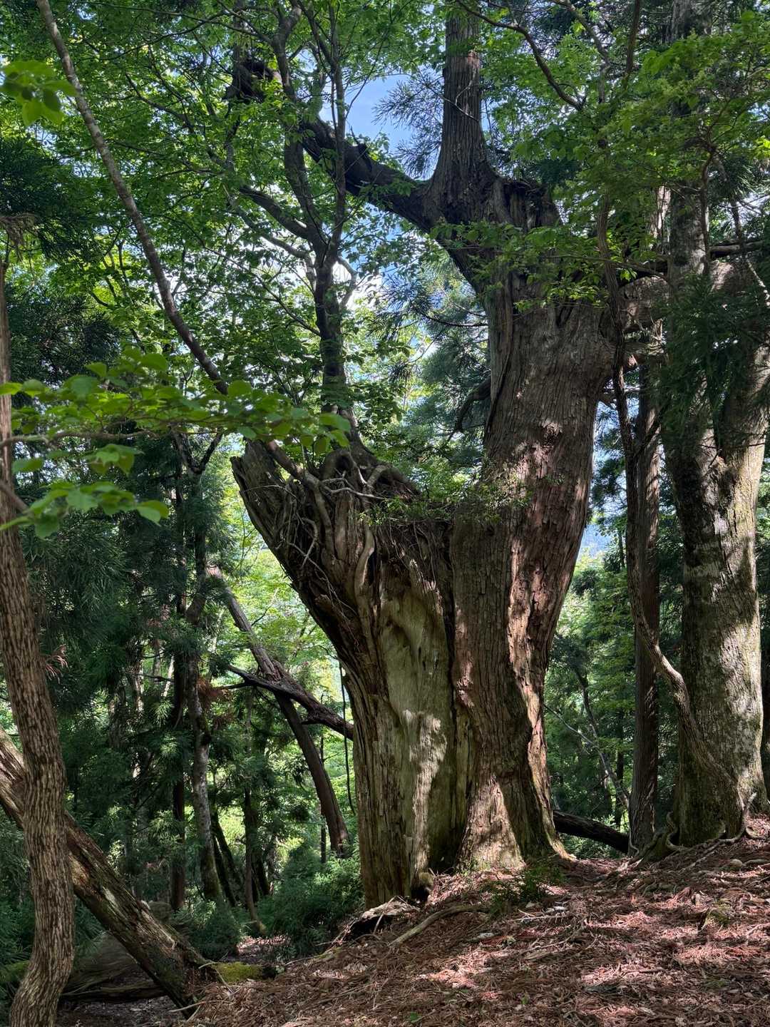 佐々里峠-雷杉-小野村割岳 往復コースの写真