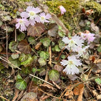 かわいいお花です🥰