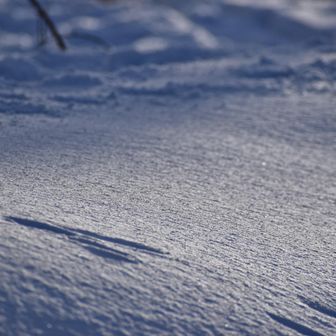 鳥海山・七高山・笙ヶ岳 無垢のキャンバスにウサギの足跡🐰