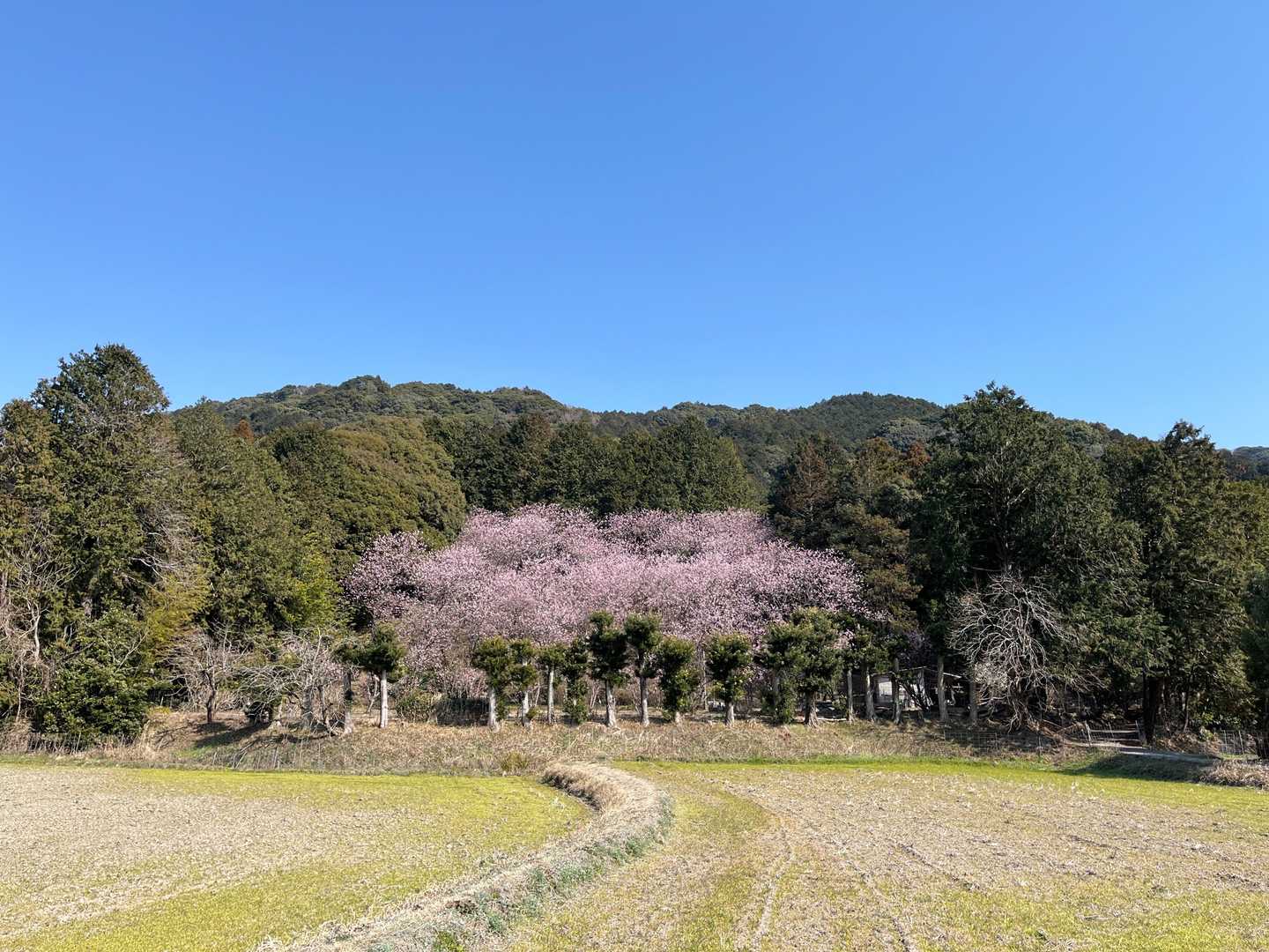遠くからでもすごい貫禄だー