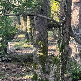 チラ見🦌