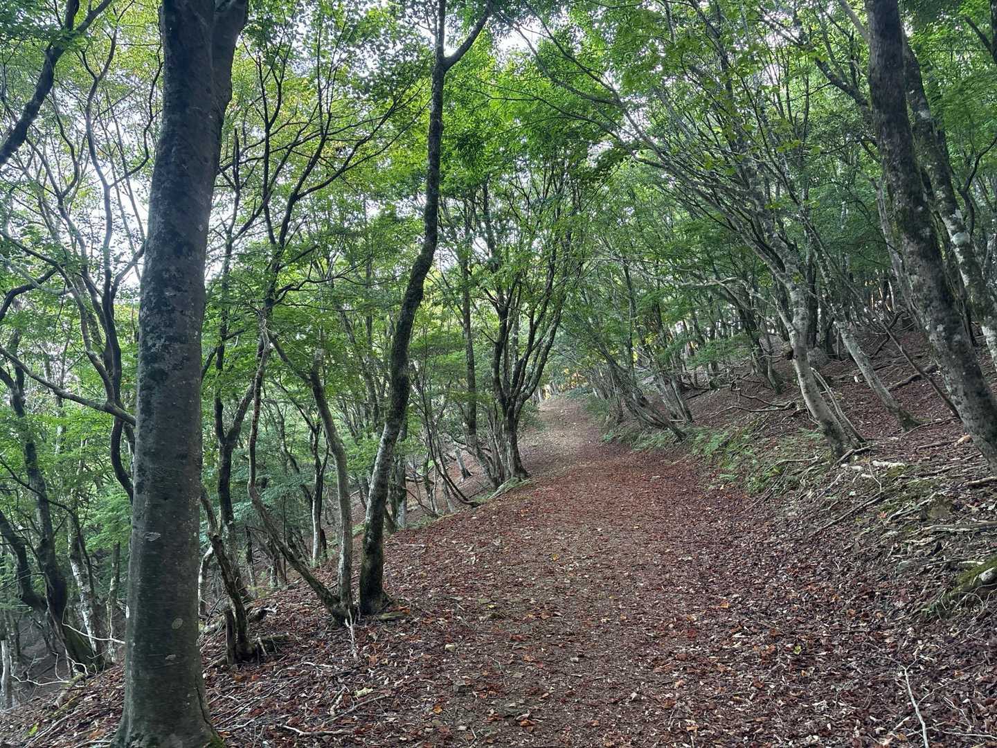 林道の様な広い登山道で、急登も無く非常に歩きやすい🚶🏻