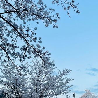 木の芽屋と🌸

お花見🍶したい‼️