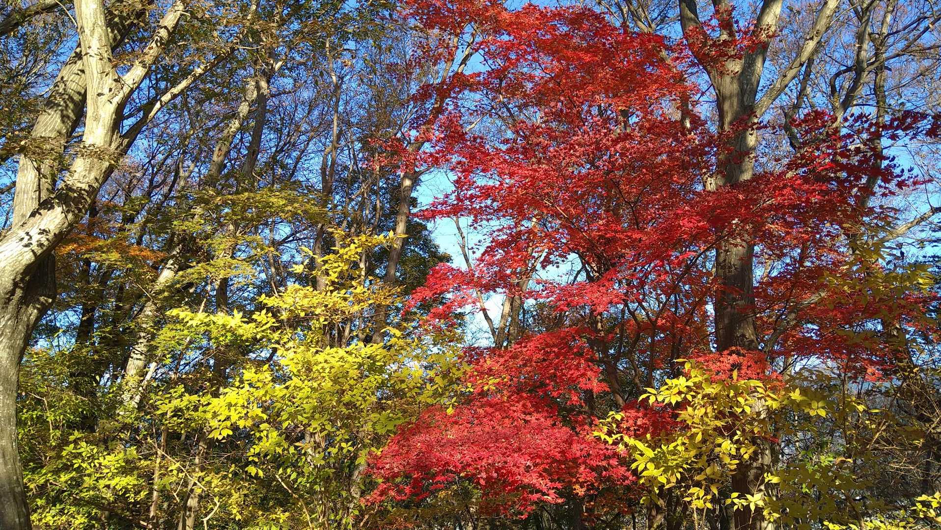 紅葉キレイ