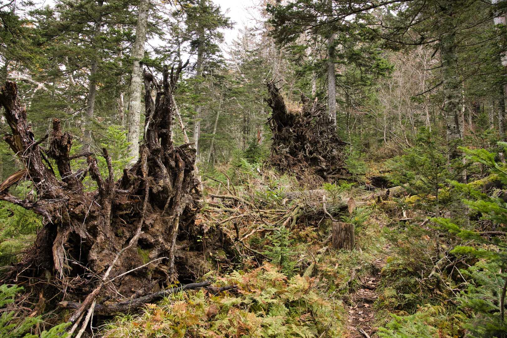 登山道脇に倒れた木の根っこ🪵
まるで森の門番みたいで、どっしり構えてました🧌🧌