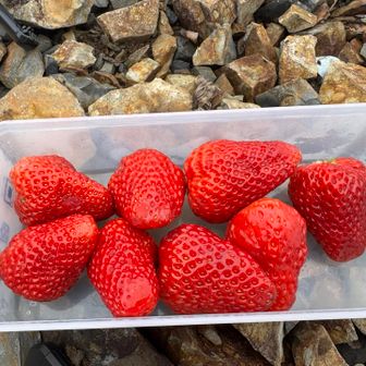 今日も大好きないちご🍓は欠かせません😁