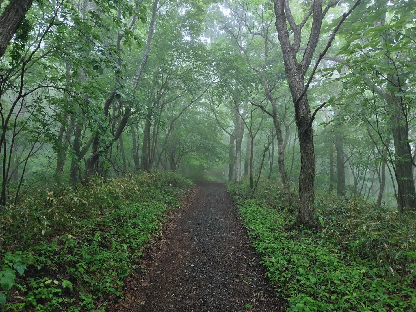 弱い雨ですが、これはこれで幻想的です✨️