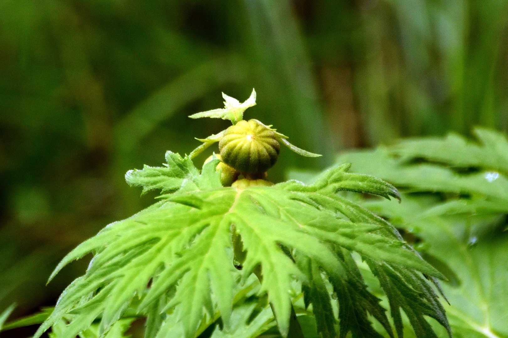 これ何やろ？
花後？　蕾？
