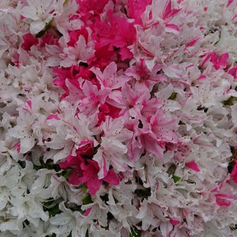 ユーザーはるん