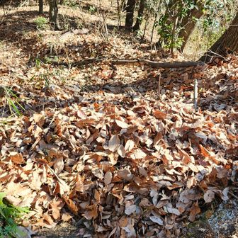 ラッセルしたら完全に通行止め状態となり、ここで左右に掃き出しました  😜