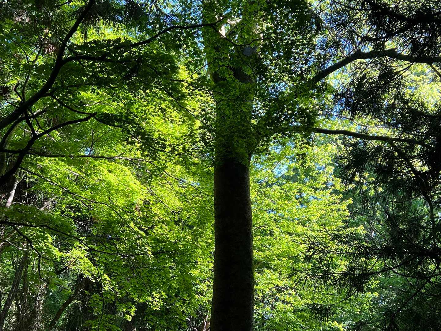 小谷山 周回コースの写真