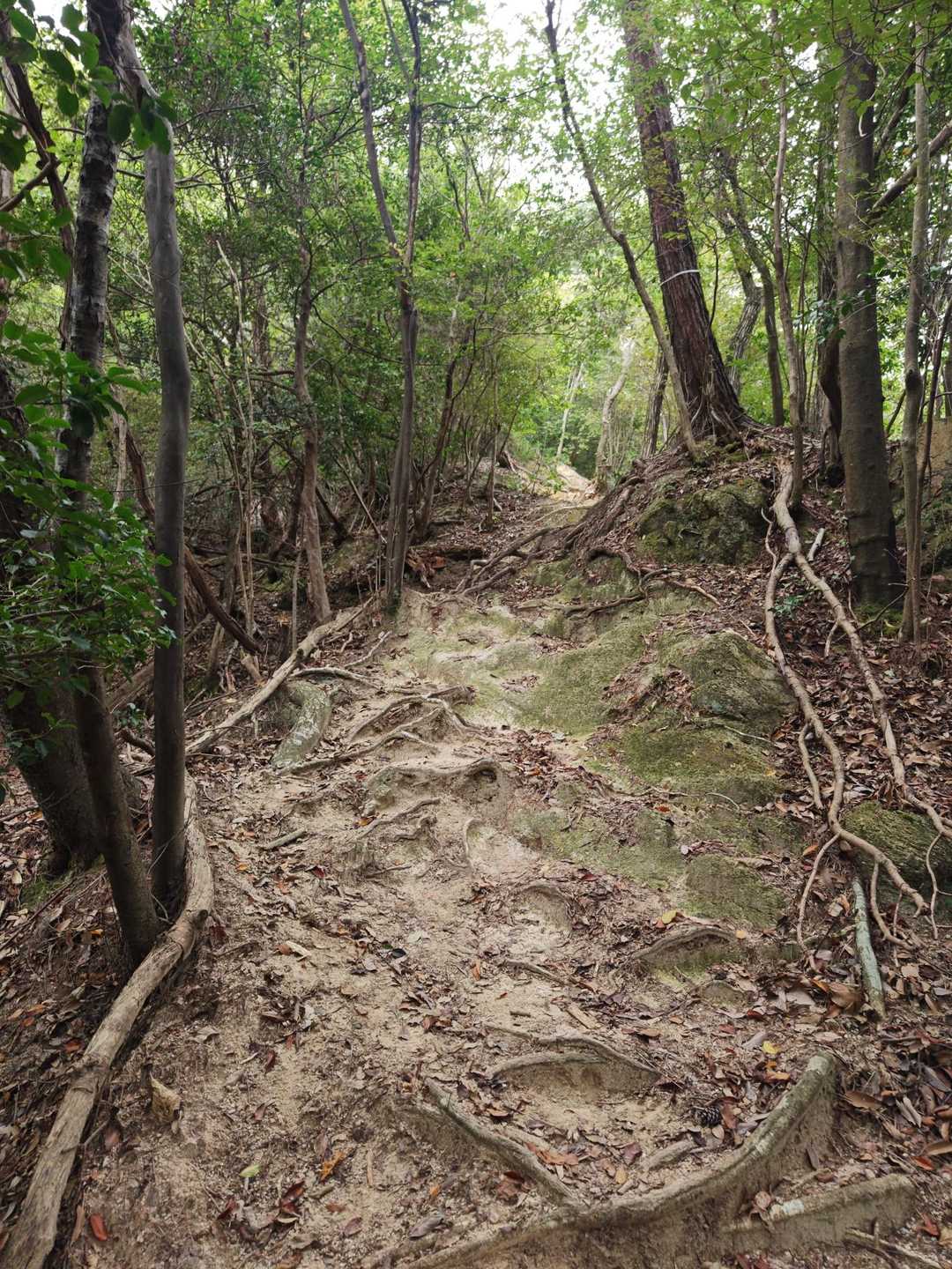 上桐生登山口-鶏冠山 往復コースの写真