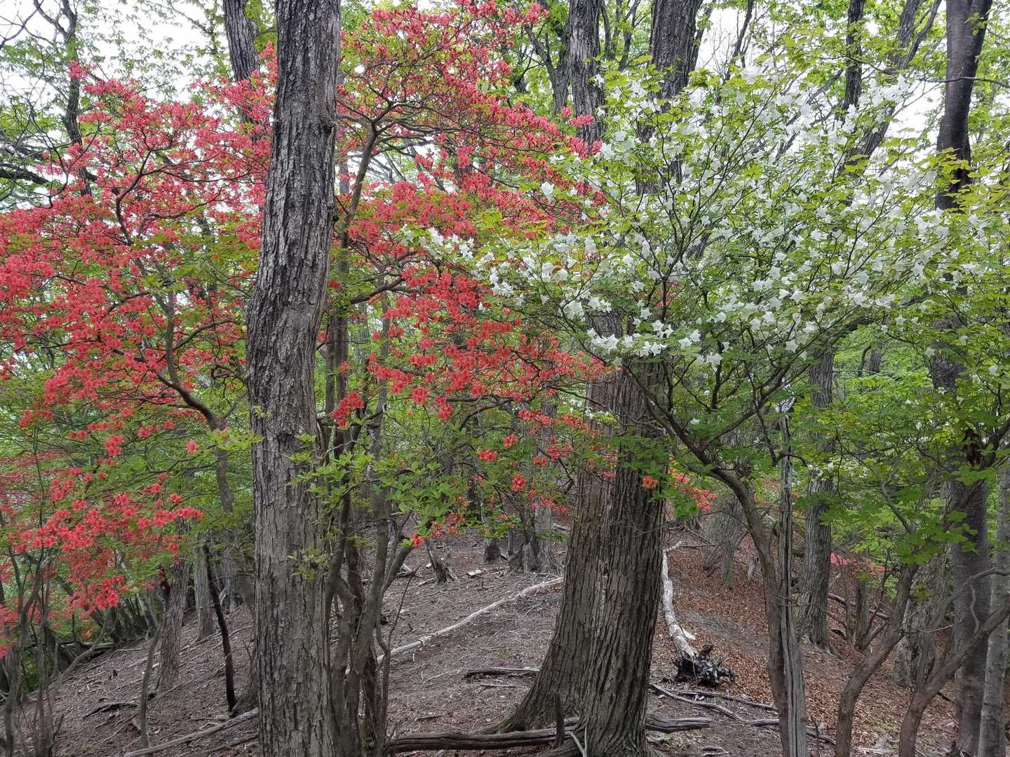 県境の紅白。