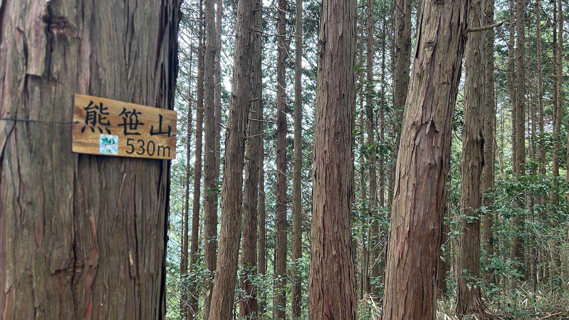 熊笹に覆われたその名も「熊笹山」