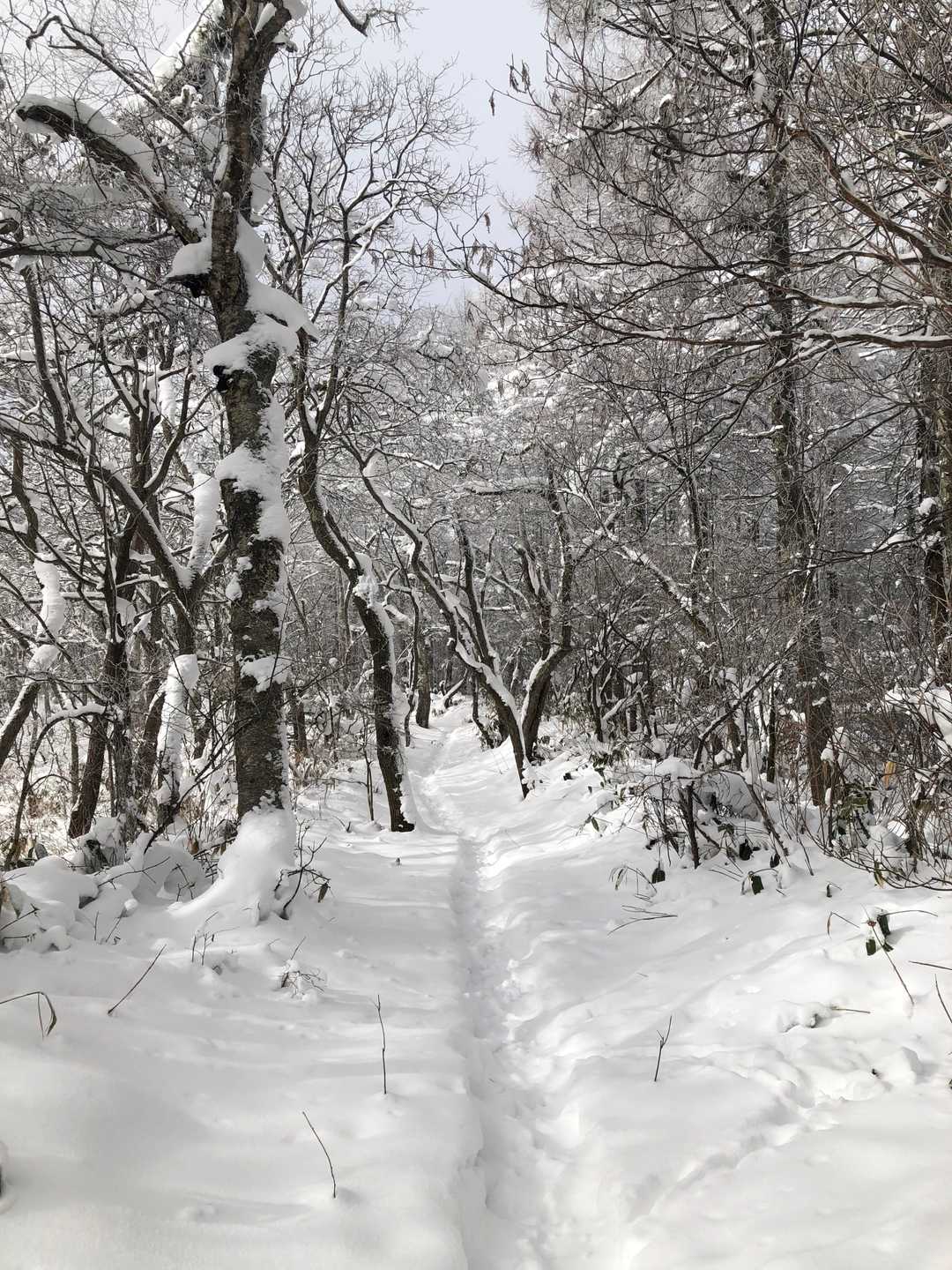 聖峠が近くなると，笹ヤブになってきました