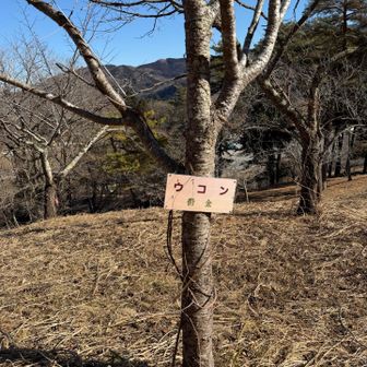 この木が例の”うこん”の素？