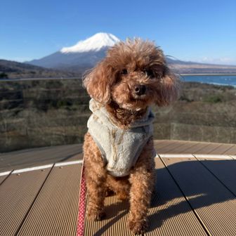 見晴らしテラスから
後ろでワンコの注意を引いてくれていた方が居たのでカメラ目線でした