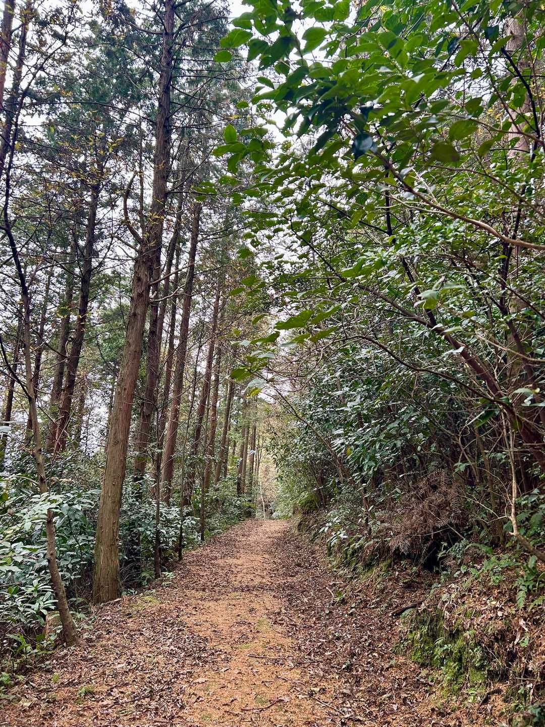 牧神山 周回コースの写真