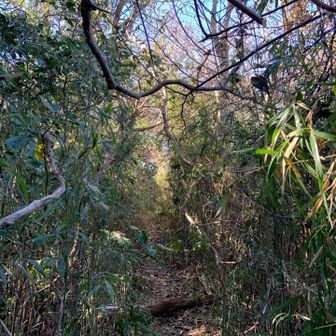 こんな藪を掻き分けて