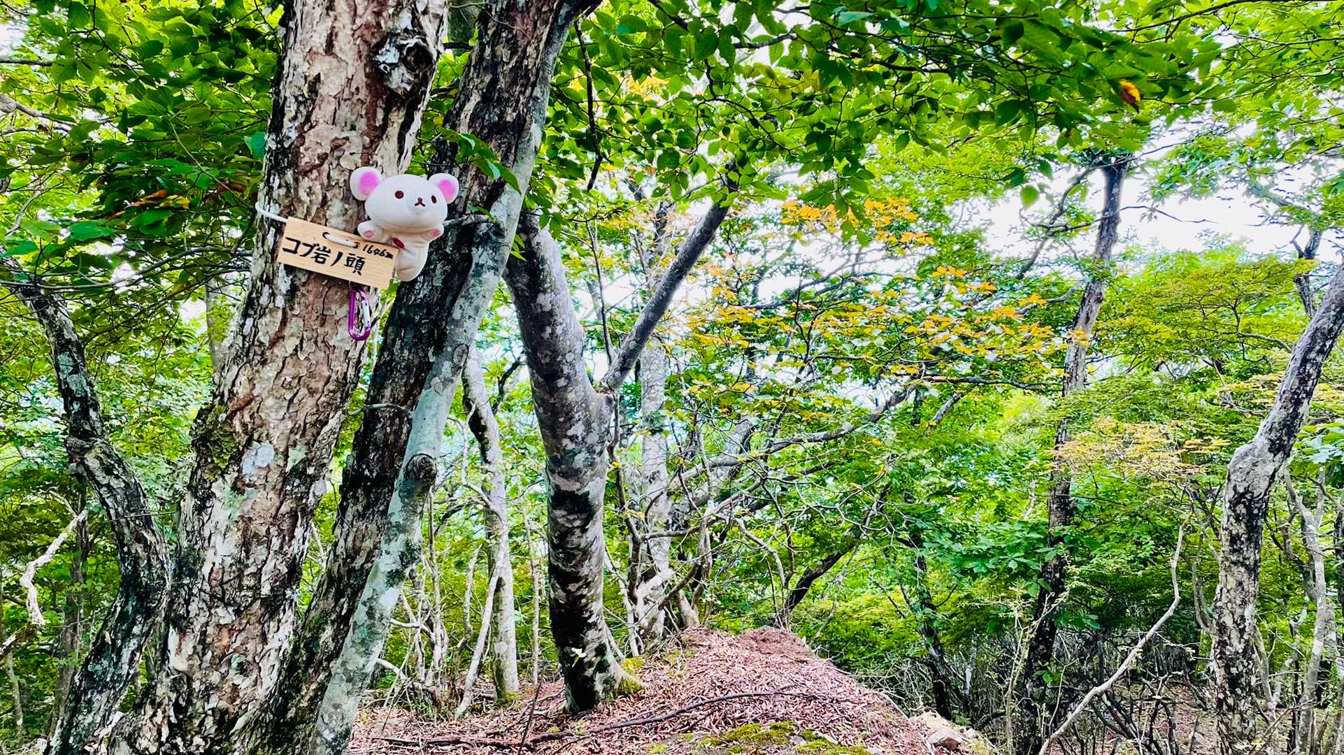 御坂峠-カネ山-御坂山-観音平山-旧御坂峠-コブ岩ノ頭-御 縦走コースの写真