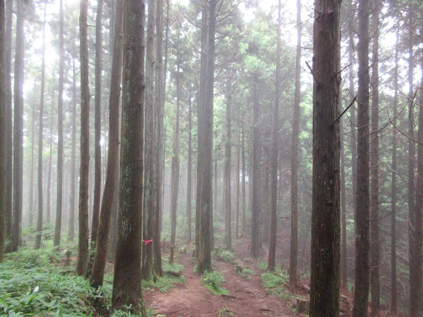 金剛山（もみじ谷-太尾尾根）の写真