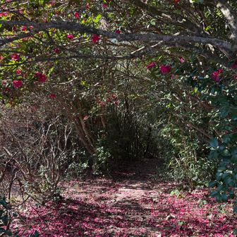 なんだか美しい🌺