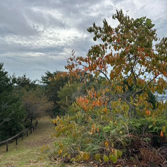 紅葉は少しだけ。