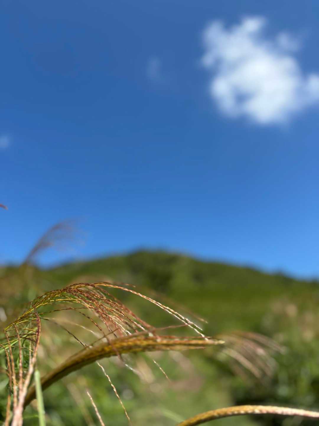 秋がそこまで来てます。
まだまだ暑いけど🥵