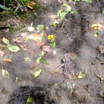 泥と完全に一体化しているヒキガエルくん🐸
動かなかったら気づかないな😅
