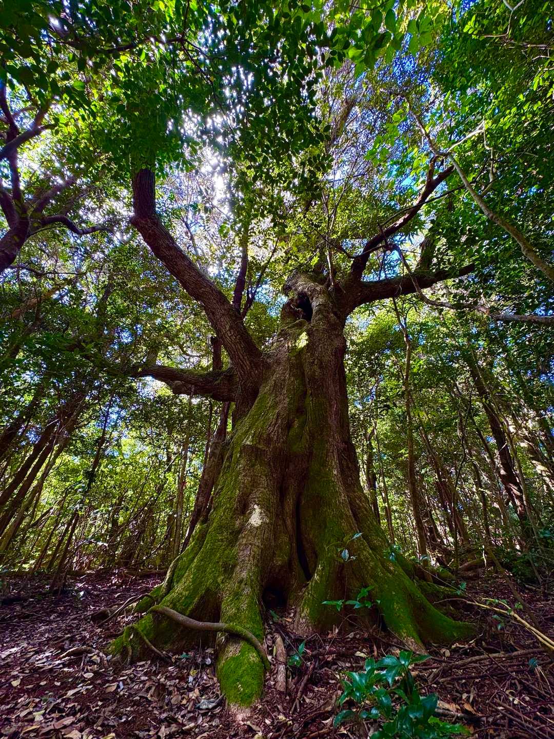 仙人が居そうな大木も🙄