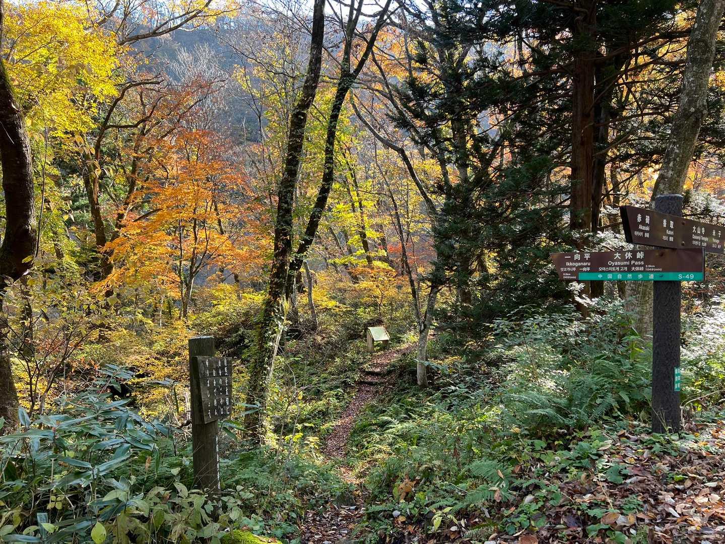 いつもは一向平側から大山滝まで行くけど、
この日は川床側から大休峠避難小屋まで散歩