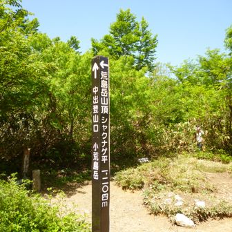 シャクナゲはほとんどない