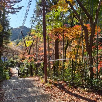 好きなコース、再度谷へ
