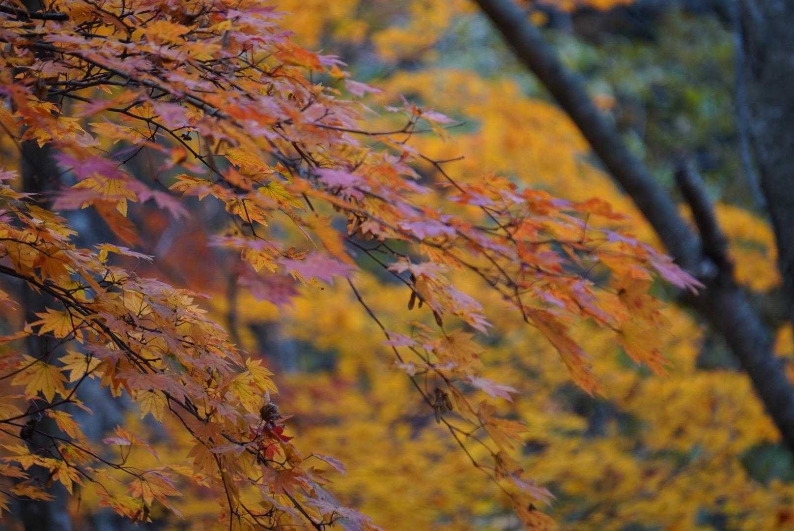 🍁