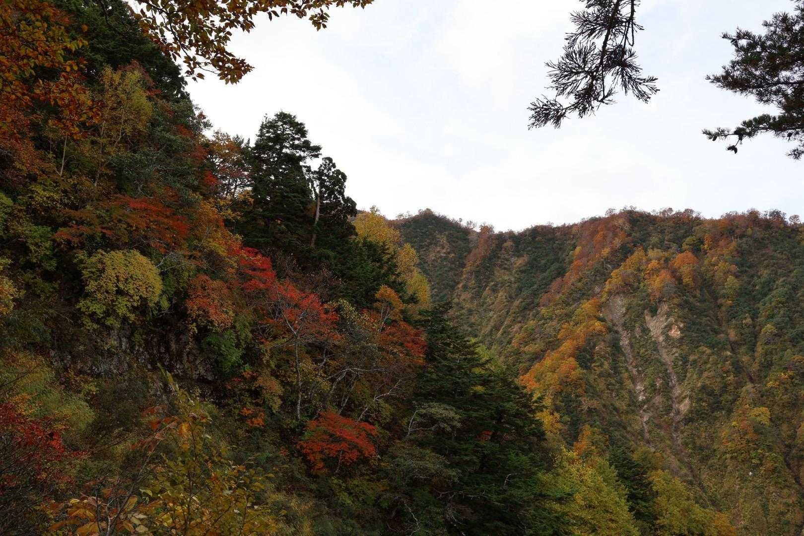 美しい紅葉が見えてきたよ🍁